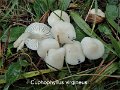 Cuphophyllus virgineus-amf924-1